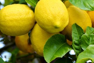 lemonia